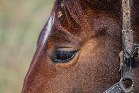 Diarrhea In Horses Frequently Asked Questions Horses And Foals
