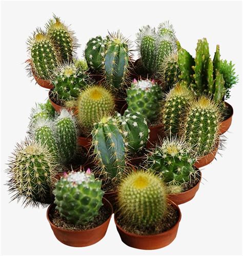 And how can we grow/get this fascinating cactus ourselves? Cactus Seeds For Planting - San Pedro Cactus - 1531x1544 ...
