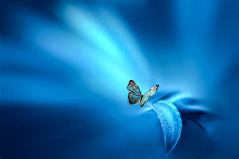 Butterfly Blue Leaf Insect 4k Wallpaper Best Wallpapers