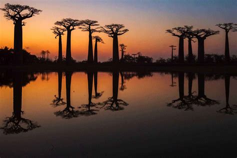 The Planets Most Amazing Trees And Where To Find Them Fodors Travel