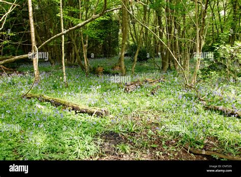 Bluebell In A Woodland Setting In Spring Stock Photo Alamy