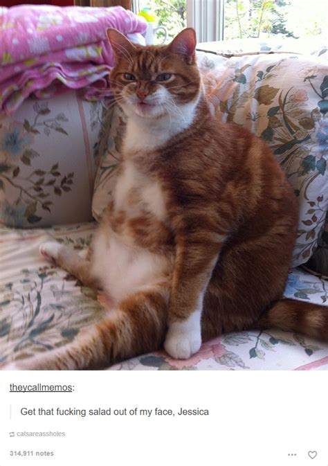 20 Cat Posts On Tumblr That Are Impossible Not To Laugh