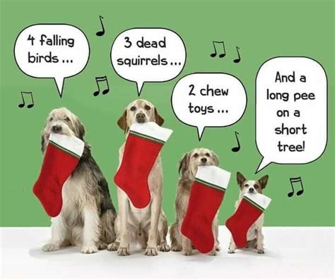 Pin By Brittany Buck On Funny Christmas Memes Christmas Humor Dog Jokes