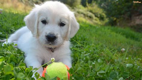 Pies Biały Szczeniak Golden Retriever Piłeczka Trawa