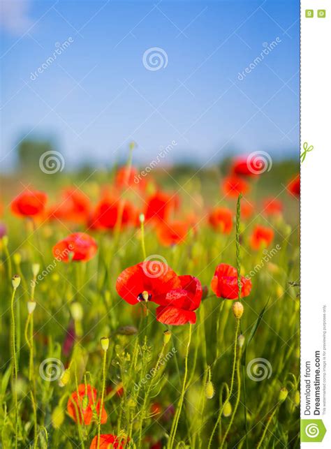 Amazing Spring Poppy Field Landscape Against Colorful Sky And Light