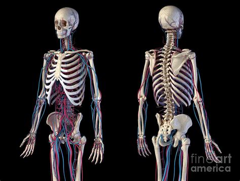 Skeleton And Vascular System Photograph By Leonello Calvettiscience