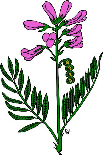 Purple Flower 3 Clip Art At Vector Clip Art Online Royalty