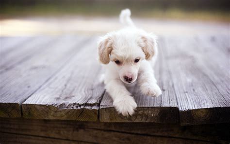 3840x2160 Resolution Long Coated White Puppy Wooden Surface Animals