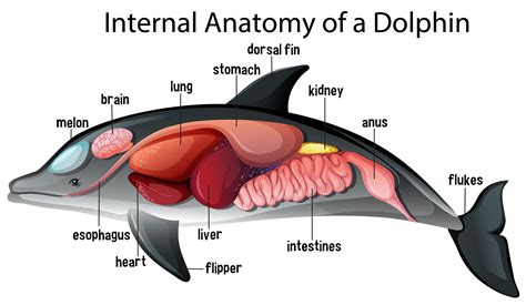 Dolphin Internal Anatomy