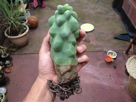 Flowers will turn into 2 inch. Lophocereus Schottii Monstrose | Succulents, Cactus, Growing