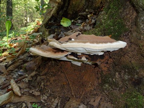 Guide To Identifying Tree Fungus And The 3 Most Common Types Plantsnap
