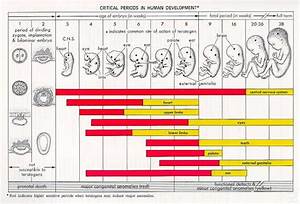 Prenatal Development Chart Poster Laminated Ubicaciondepersonas Cdmx