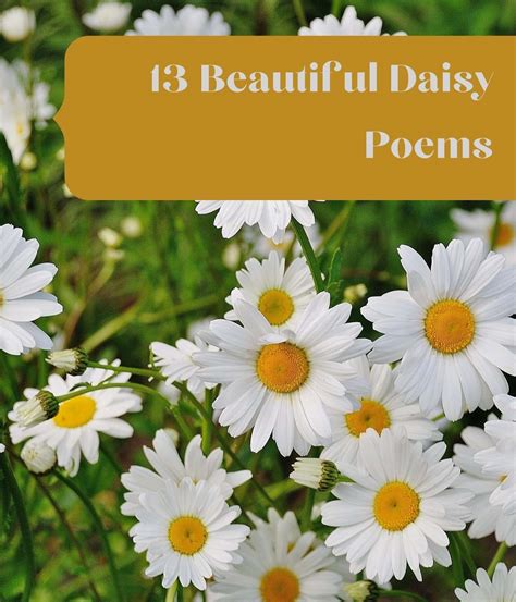 13 Beautiful Daisy Poems