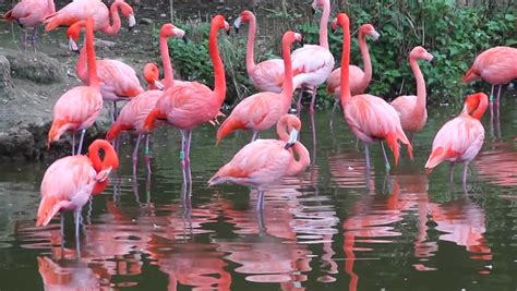 Flock Of Beautiful And Exotic Pink Flamingos In Natural Environment