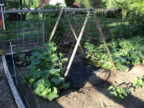 A Frame Cucumber Trellis Gardening