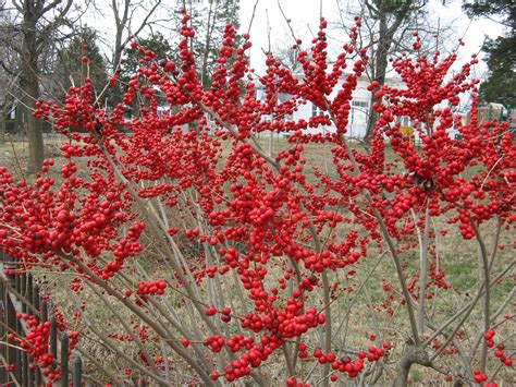 Red Sprite The Female Winterberry Would Work On West Facing Wall