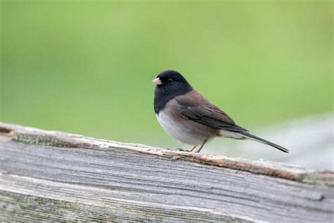 What Do Dark Eyed Junco Calls Sound Like Song And Sounds