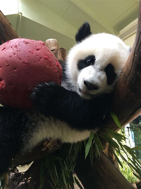 Panda Updates Monday July 31 Zoo Atlanta