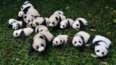 La Naturaleza Del Oso Panda Historia Del Oso Panda