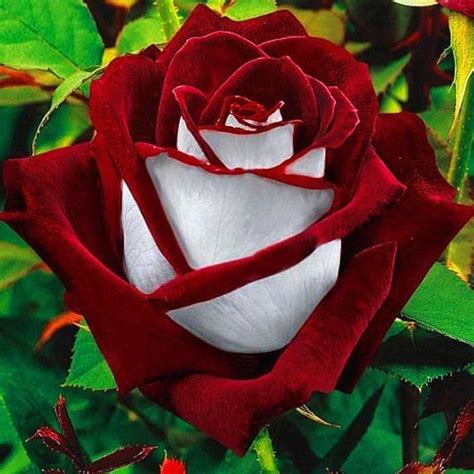 Love In Rose Bush 20 Seedsrare Free Shipping Usa Seller Etsy Rose