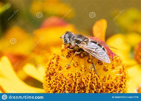 Honey Bee Covered With Yellow Pollen Drink Nectar Pollinating Flower