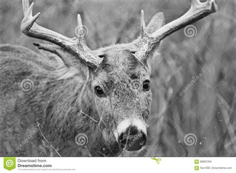 Funny Cute Portrait Of The Deer With Horns Stock Photo Image Of Wild