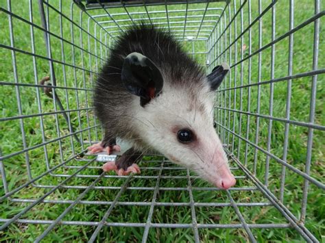 Opossum Removal Wildlife Removal Michigan