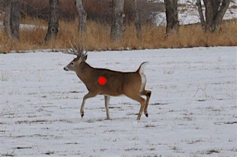 Or how to choose the correct amount of zoom for your rifle scope for 1,000 yards? Where to Shoot a Deer for the Best Odds of a Quick Kill