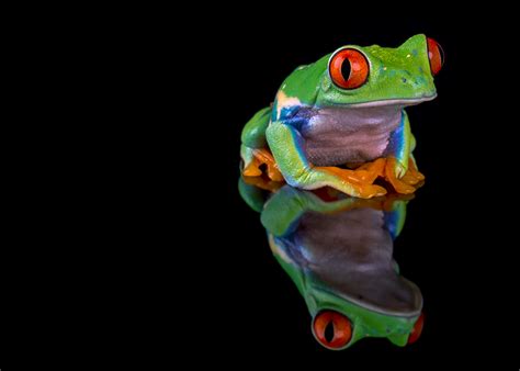 Zdjęcie Żaby Red Eyed Tree Frog Odbicie Zwierzęta Czarne Tło