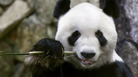 Three Giant Pandas Return To China From Japanese Zoo Cgtn