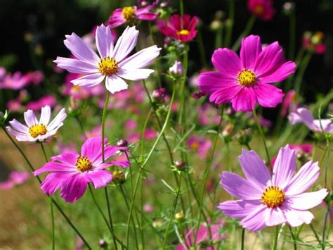 30 Cosmos Bipinnatus Cosmic Sensation Mix Flowers Seeds Etsy