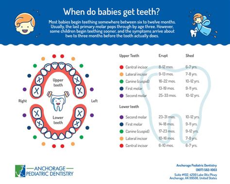 Printable Baby Teething Chart 6 12 Months Until 3 Years Old