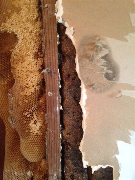 At 2 Stories And 500 000 Bees Hive Discovered In Spring Home Shocks Experts