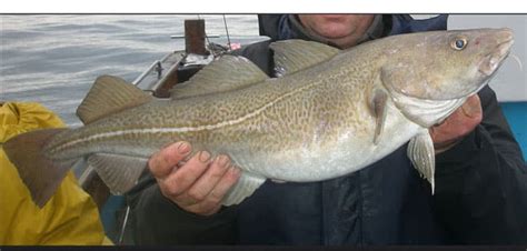 Fish Rules Cod Atlantic In Whaleback Cod Protection Area