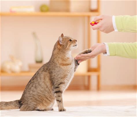 A little training with your cat goes a long way. How to Clicker-Train Your Cat