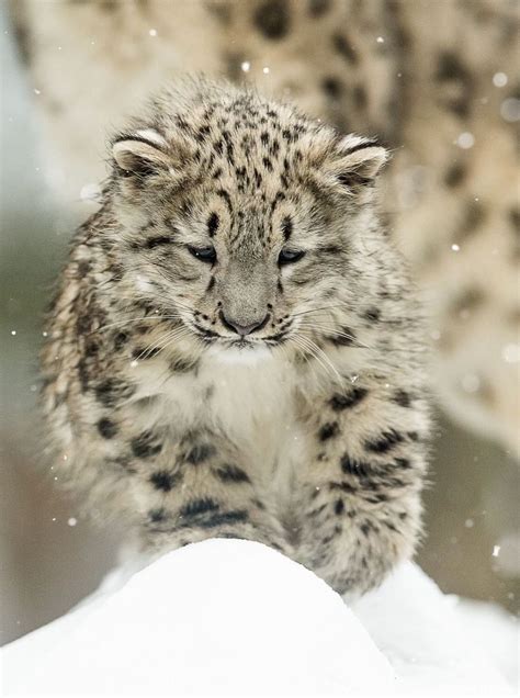 202 Best Wild Cats Images On Pinterest Big Cats Wild