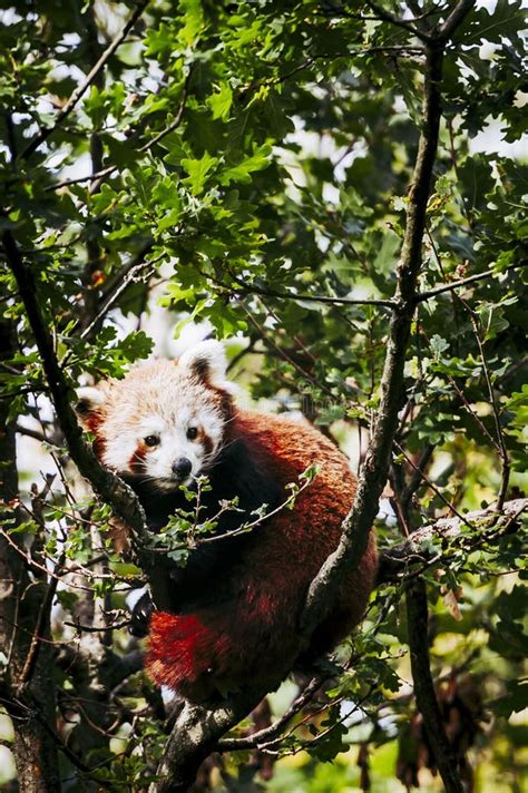 Red Panda In A Tree Stock Photo Image Of Cute Branches 196860294