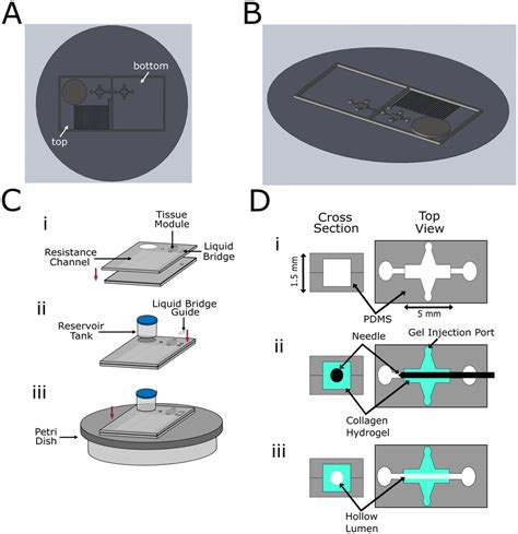 Microfluidic Device Fabrication Methods A Top View Of A Design Of A Download Scientific
