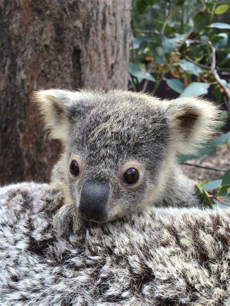 Meet Koala Joey Milawa At The Taronga Zoo In Australia Photos Jacinta