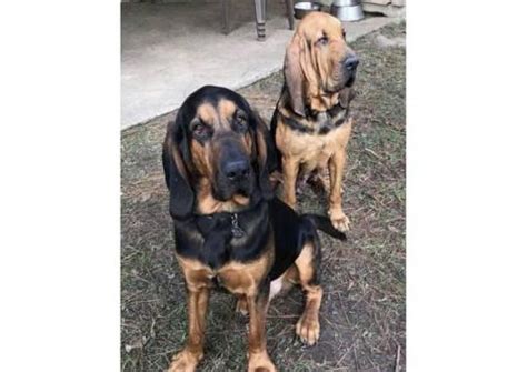 23 to 27 inches at shoulder weight: Bloodhound puppies Fully registered with AKC in Albuquerque , New Mexico - Puppies for Sale Near Me