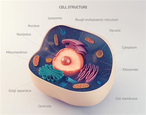 The main function of the mitochondria is to provide energy for cellular activity by the process of aerobic respiration. Cell Nucleus
