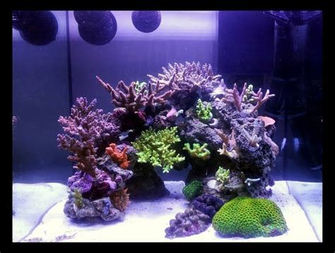 Plt (60 x 30 x 40 bahan. 20 best Marine Tank Rock Structure Ideas images on ...