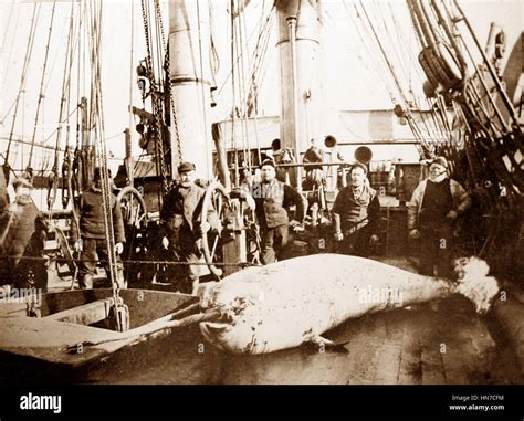 Whaling Ship In The Arctic Crew With Whale On Deck Victorian Stock