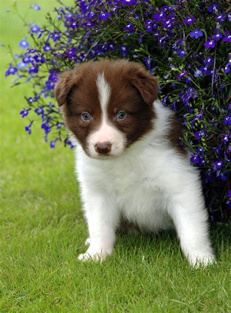 Cute Puppy Dogs Brown Border Collie Puppies