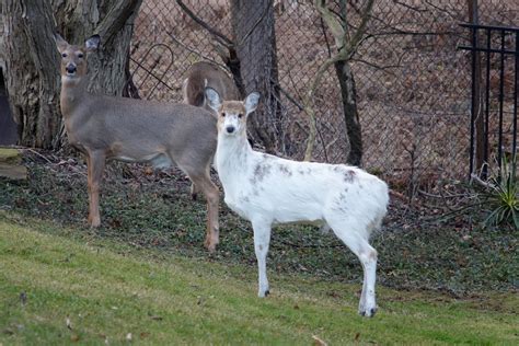 Piebald Whitetail Deer Auto Sears 200mm F35 Caused By A G Flickr
