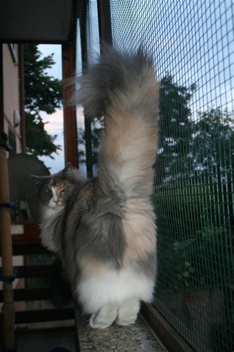 Norwegian Forest Cat Talk To The Tail Back Paws Look Like Boots