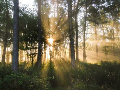 Mist Of Early Morning And Sun Beams In Woods Stock Photo Image Of