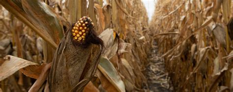 Corn Stalk Strength Among Highest Plant Breeding Priorities Champion Seed