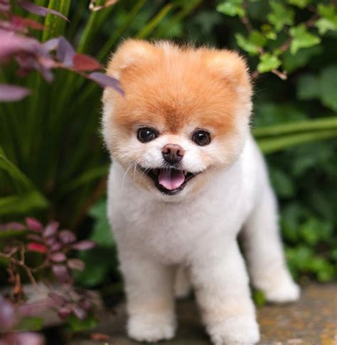Dog Influencer Cãozinho Mais Fofo Da Internet Boo Motivou Milhares