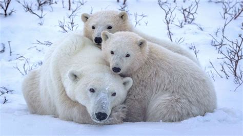 Earth Day 2022 Save Polar Bears By Protecting Mothers And Cubs